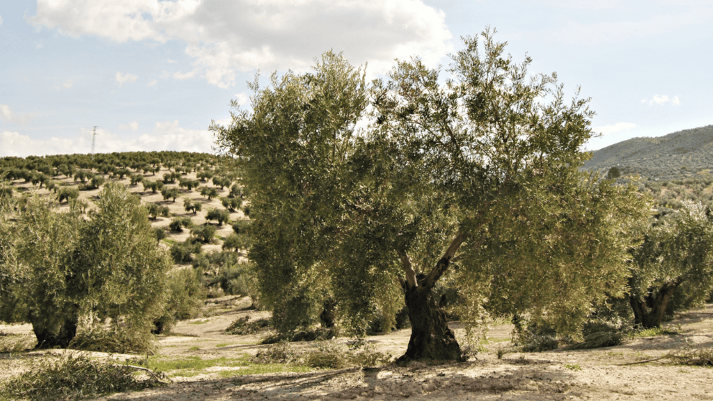 Where is the best olive oil in the world made?